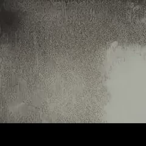 modelscope clip · 2026-07-10