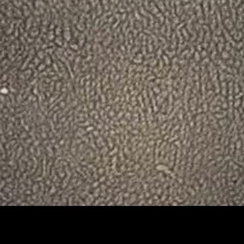 modelscope clip · 2026-07-26