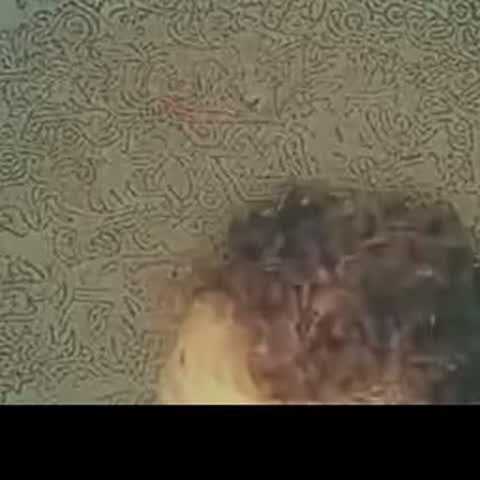modelscope clip · 2026-08-05