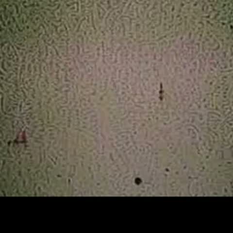 modelscope clip · 2026-09-09