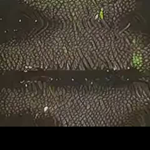 modelscope clip · 2026-09-12