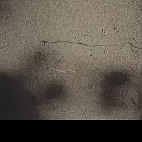 modelscope clip · 2026-09-14