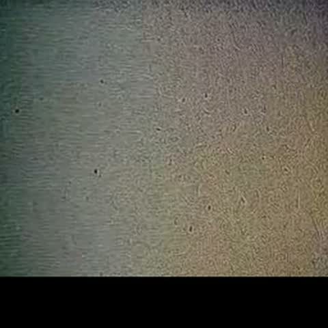 modelscope clip · 2026-09-25