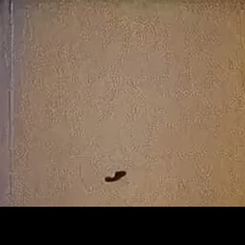 modelscope clip · 2026-09-26